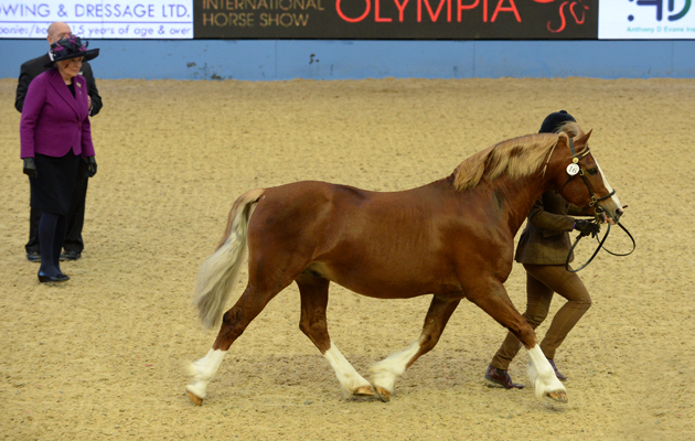 HorseNo57_Olympia14pn_57531.jpg