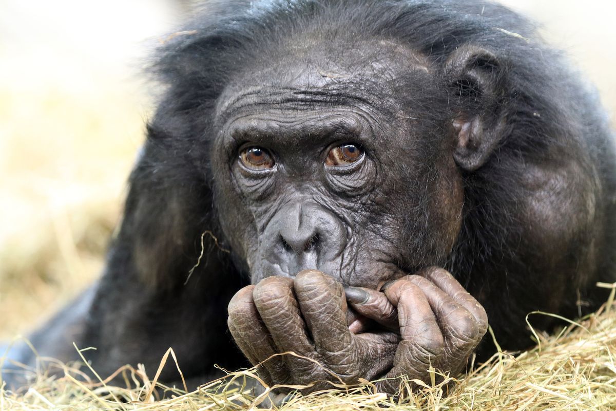 Why Haven t All Primates Evolved Into Humans Live Science