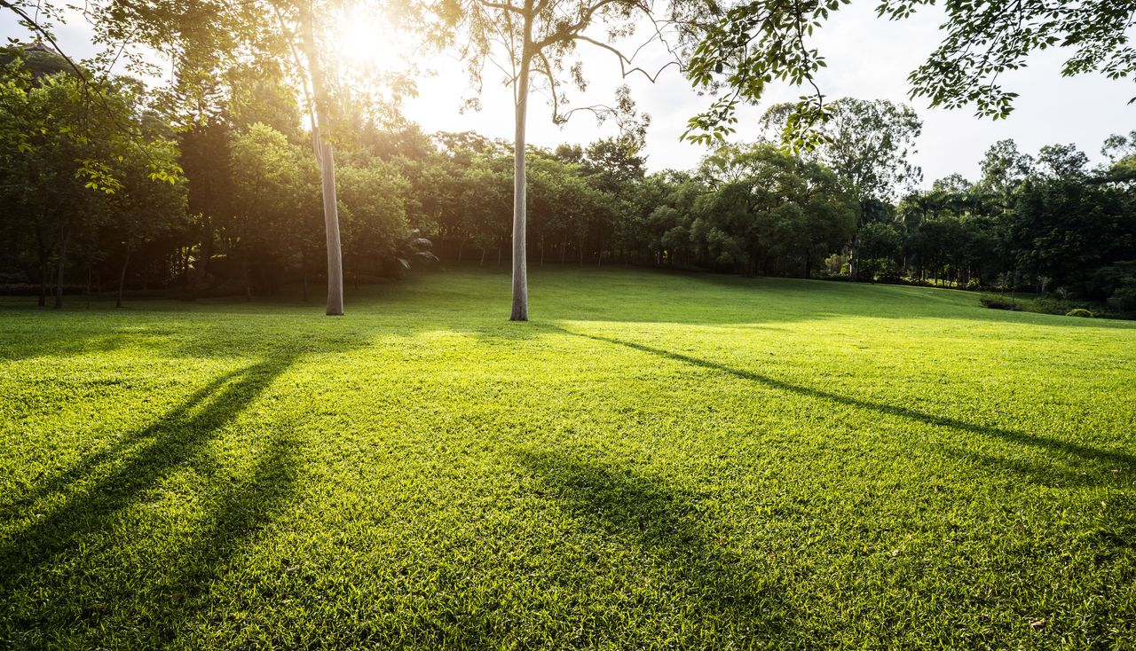 a lawn in spring