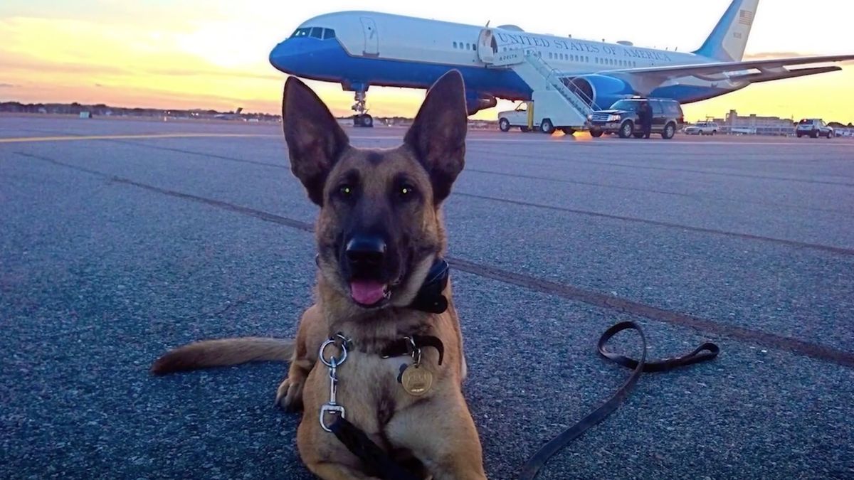 Secret service dogs lying down in front of plane