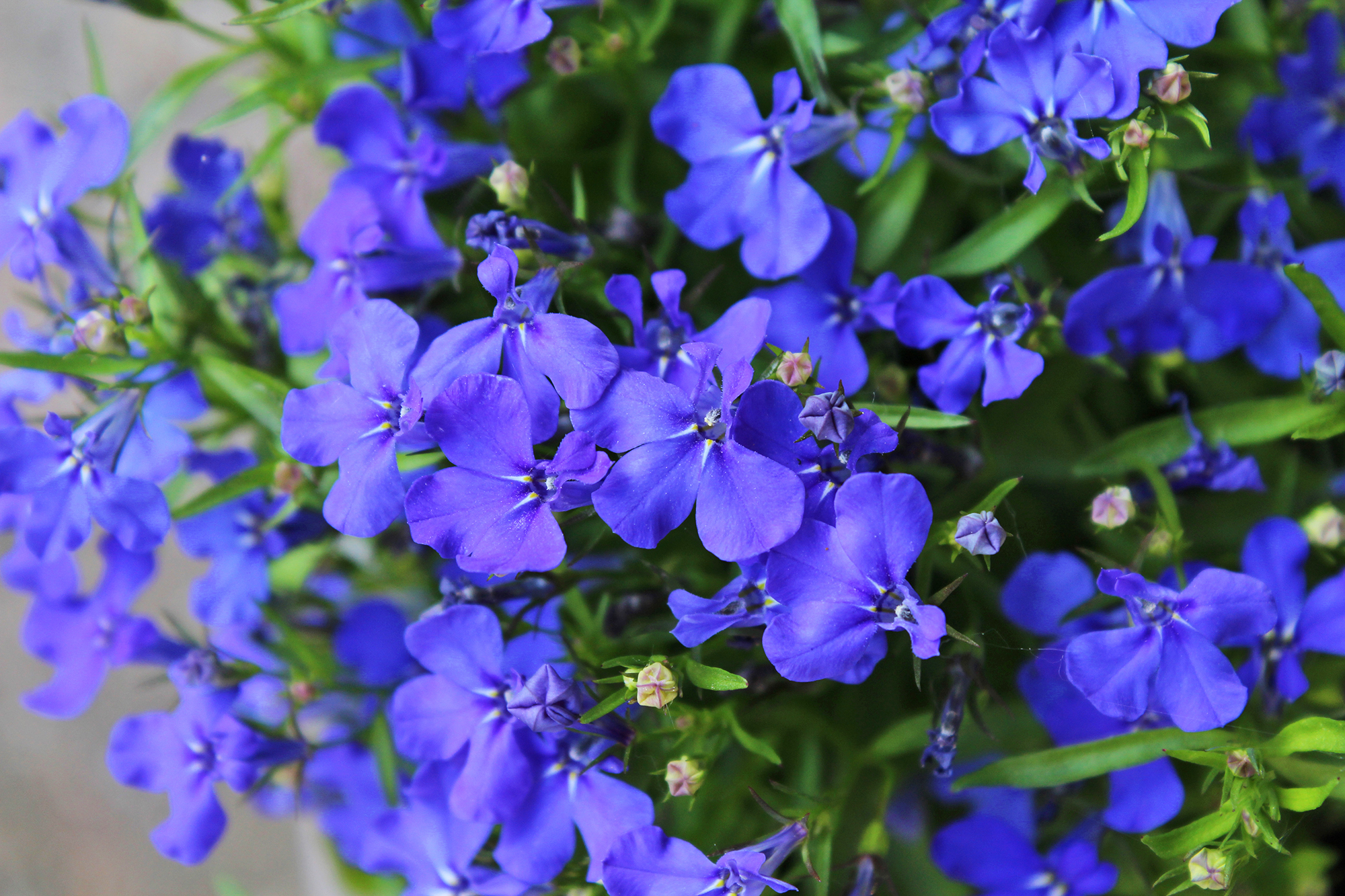 Blue lobelia