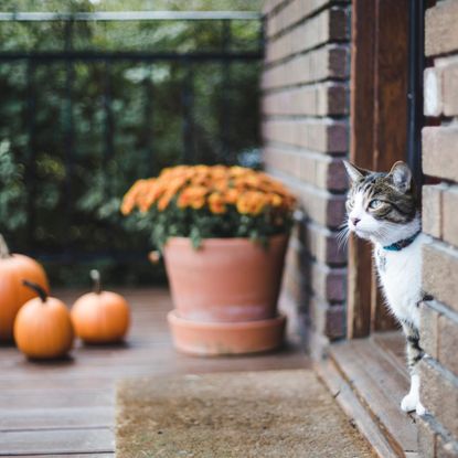 Cat in doorway near potted mums and pumpkins