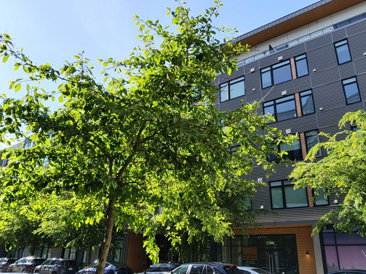 A tree in front of a building