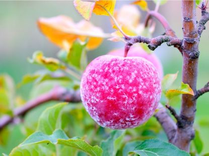 An apple on a tree covered in frost