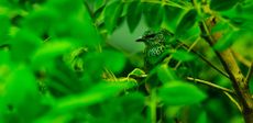 Bird camoflauged in rainforest