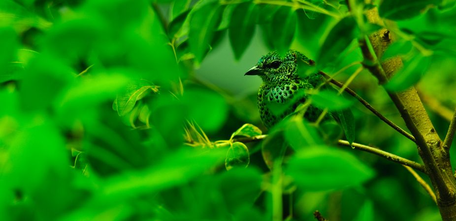 Bird camoflauged in rainforest