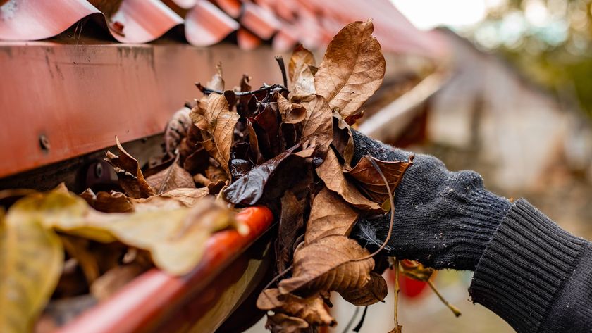 Grey gloved hand removing dried leaves from metal gutter