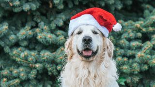 Kjøp julegaver til dyrene og skjem bort din firbeinte følgesvenn