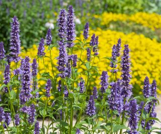 Agastache blooms in a garden with yellow planting behind