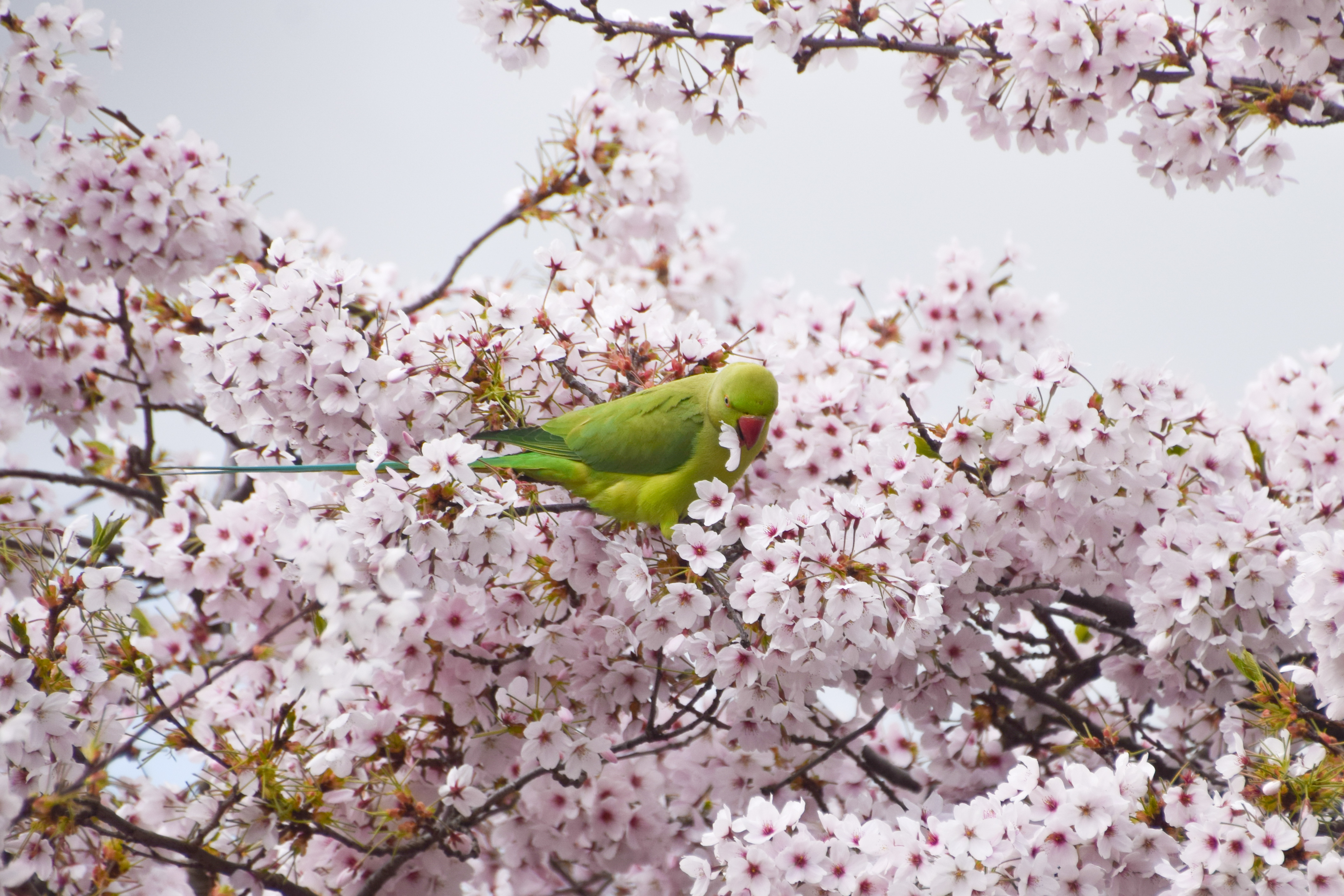 Parakeet in blossom tree