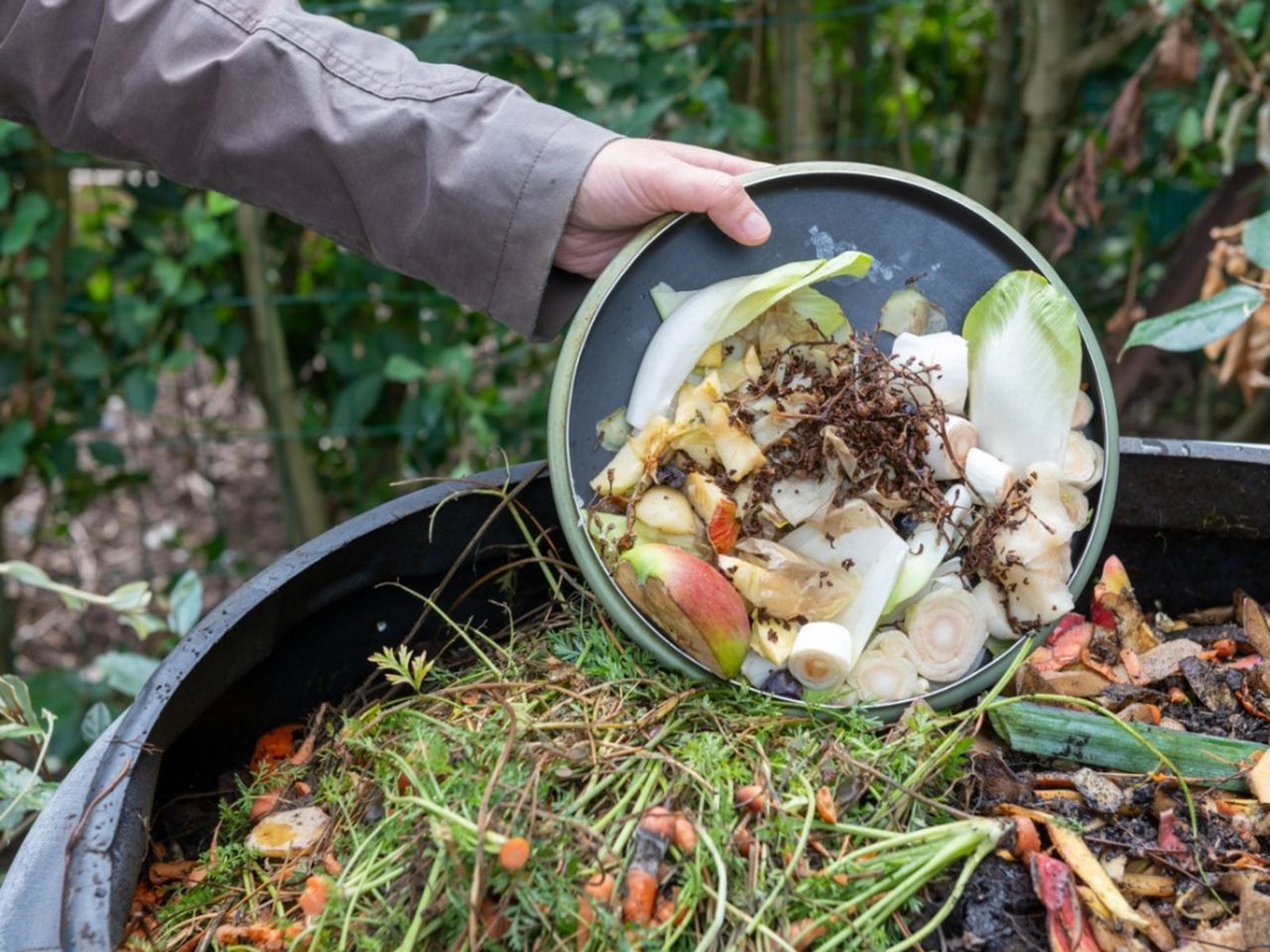 Plate Of Compost Going Into Mix Of Brown And Green Compost