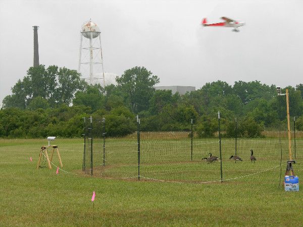 A model airplane flies over Canada geese. Researchers observed how the geese responded in the hopes of developing methods for reducing bird-airplane collisions. 