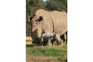 Male rhino calf - baby animals 2013