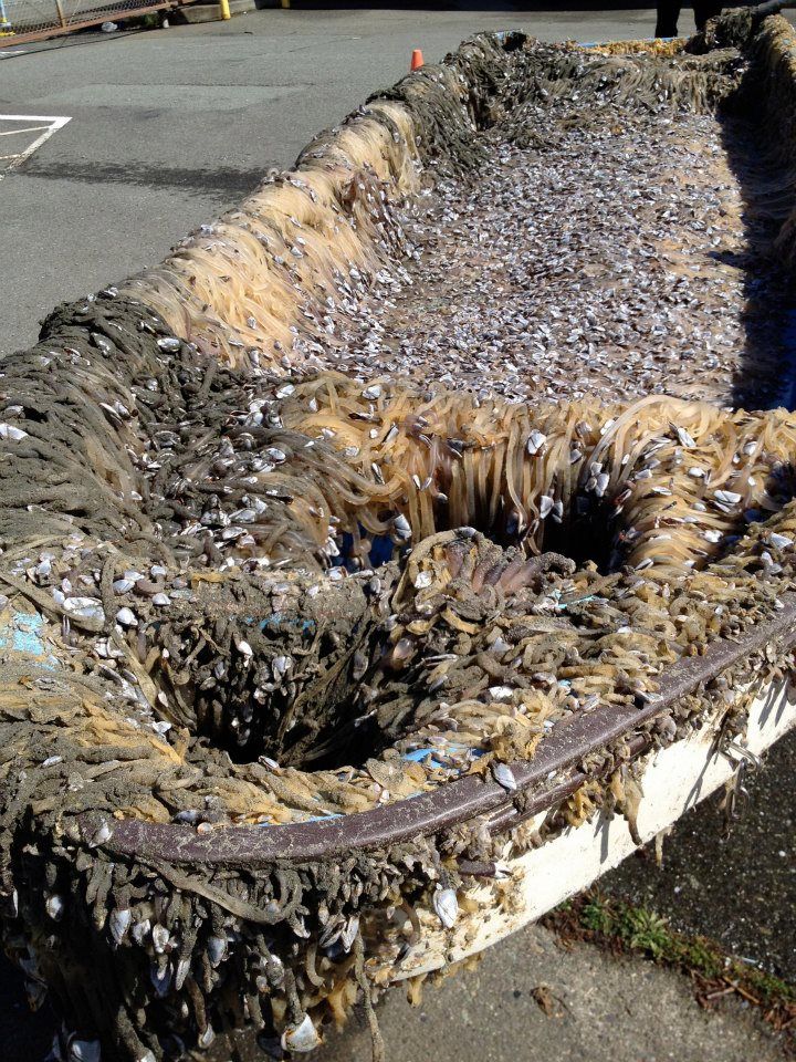 tsunami debris boat