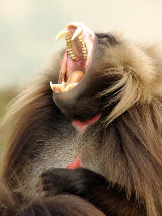 Adult geladas have quite the repertoire of vocalizations, with about 30 distinct calls, including those used for contact, reassurance, appeasement, solicitation, ambivalence and aggressive-defensive vocalizations. Females have specific estrus calls to ale