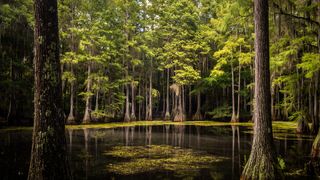 Swamp at Tallahassee, Florida