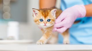 Kitten at vet