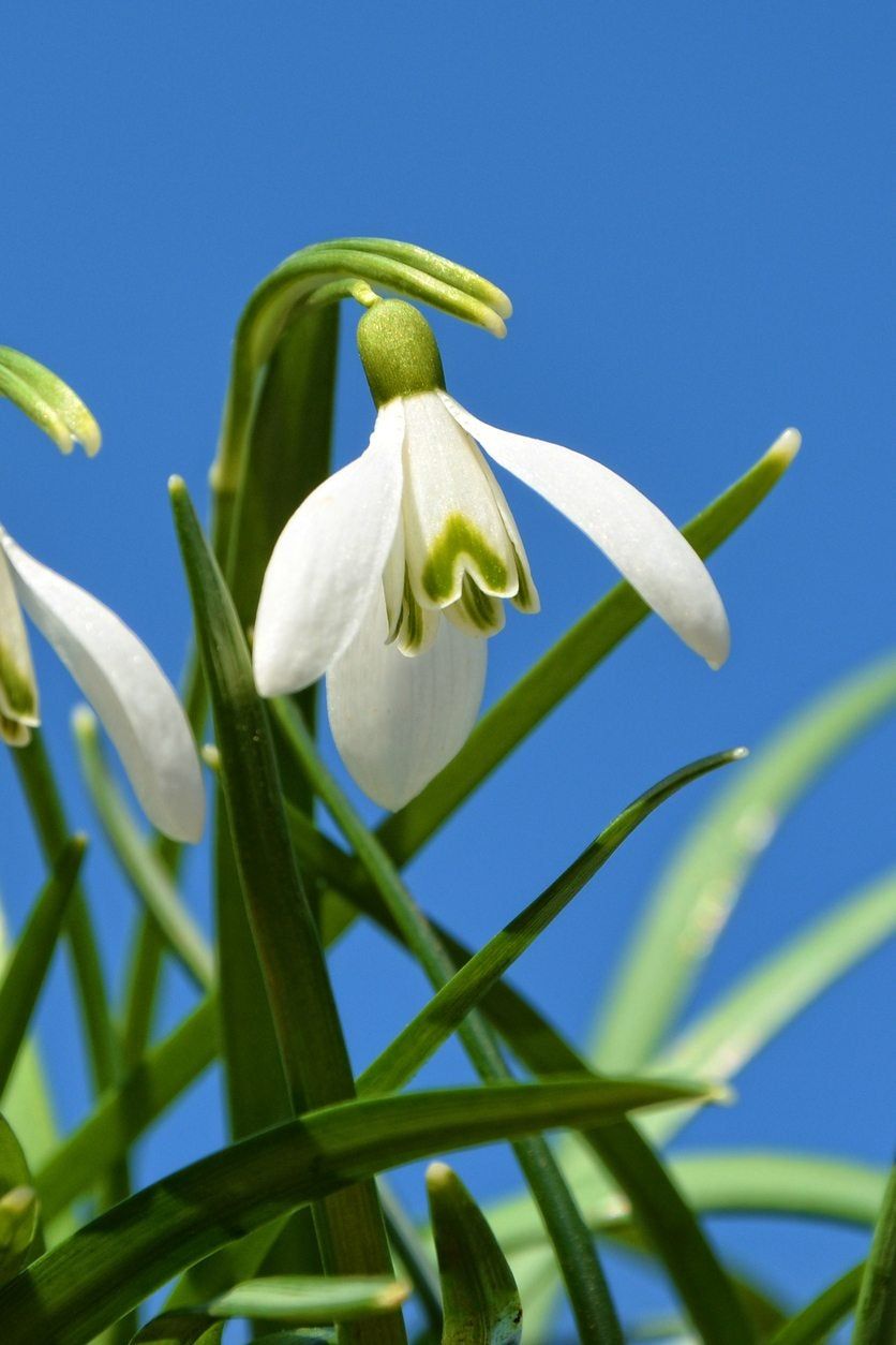 White Drooping Bell-Shaped Snowdrop Flower