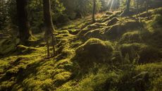 Green moss growing in a forest with sun shining