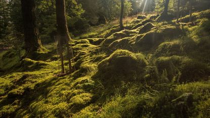 Green moss growing in a forest with sun shining