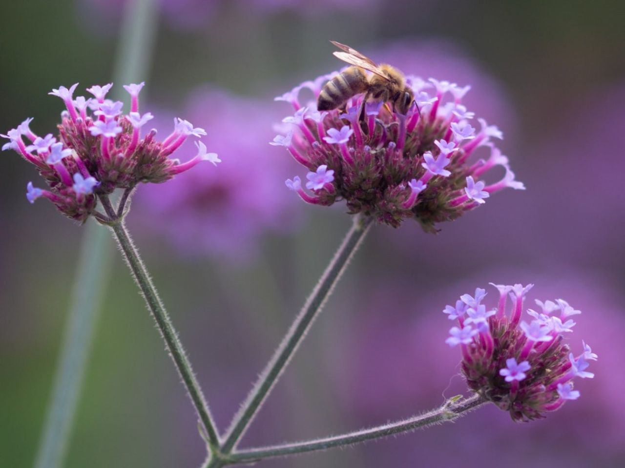 Bee On Purple Flower