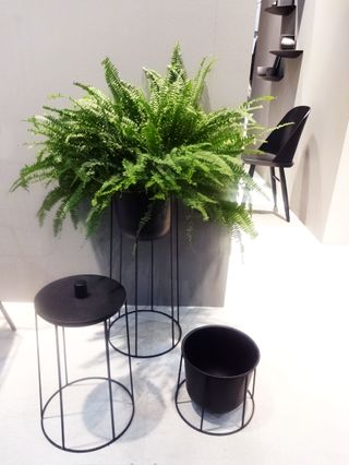 Three black wire frame plant pots.