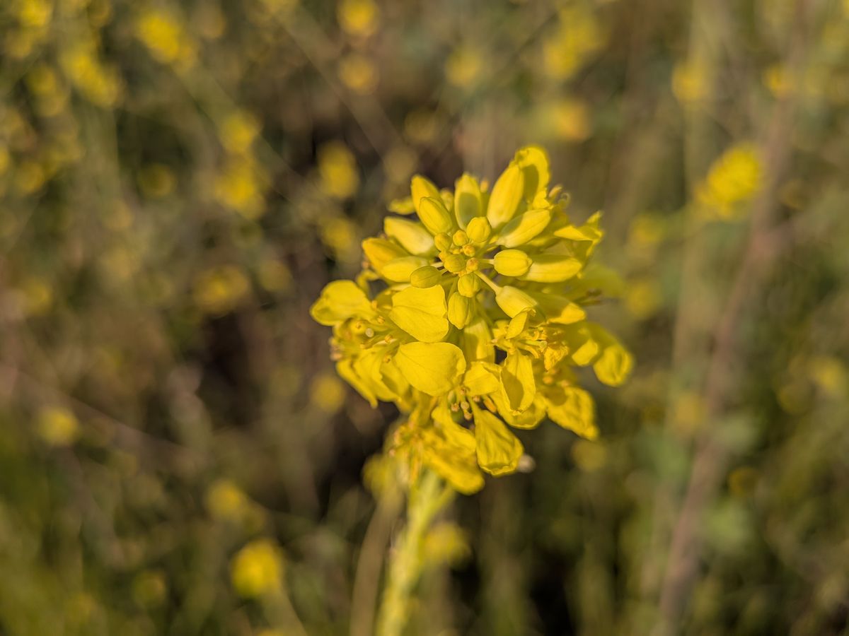 A Google Pixel 9a camera sample showing a close-up of a yellow flower.