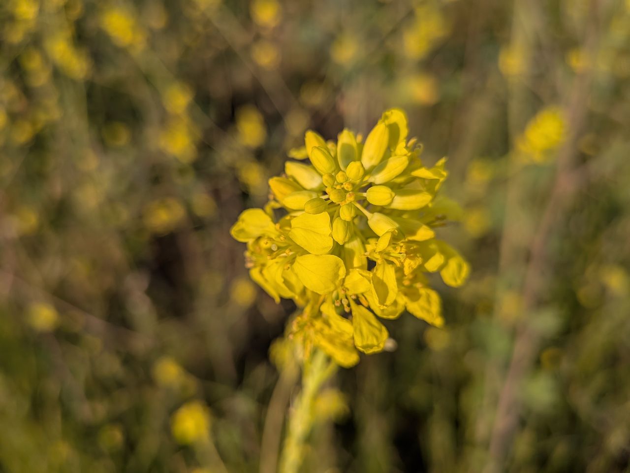A Google Pixel 9a camera sample showing a close-up of a yellow flower.