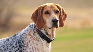 American coonhound