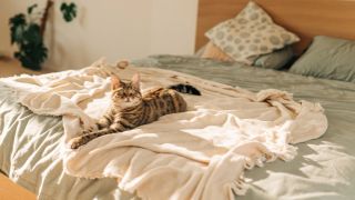 Cat lying on bed