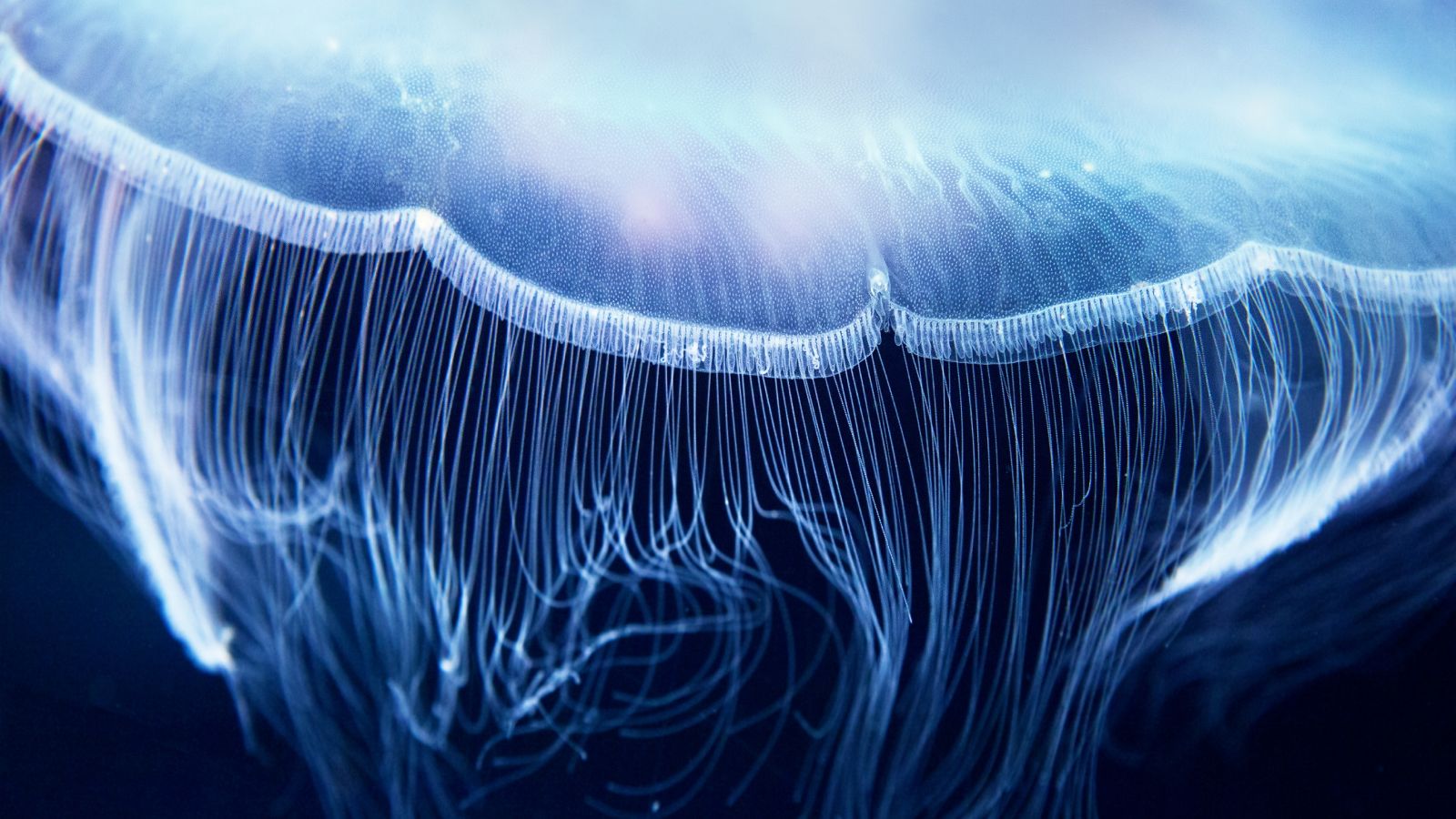 科学突破导致“荧光生物量子比特”——它可能意味着将你的细胞变成量子传感器 Aurelia jelly fish ( (also called common jellyfish, moon jellyfish, moon jelly, saucer jelly, Cnidaria, Scyphozoa), up close.