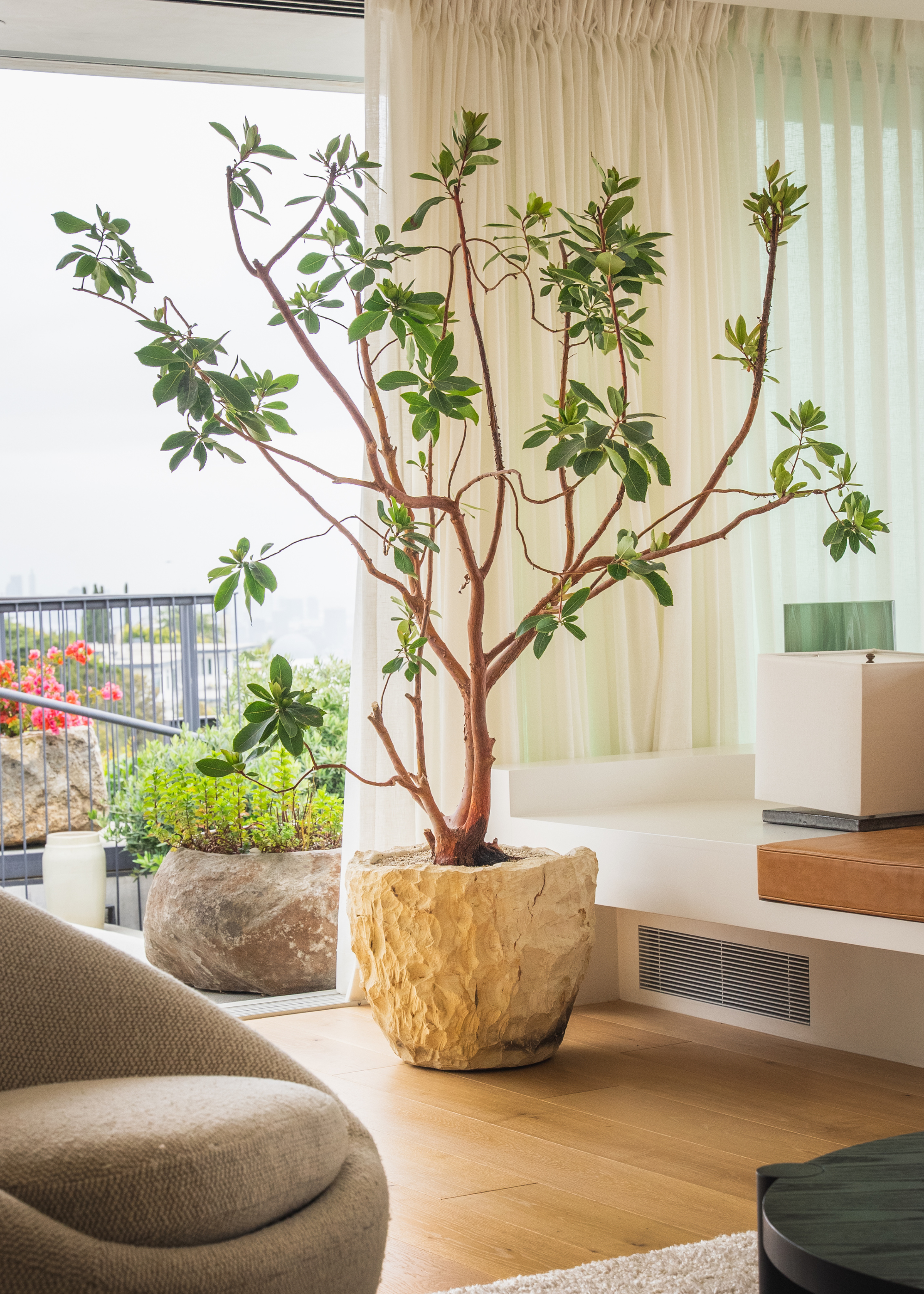 A large indoor tree with sculptural form in front of a large window half covered by sheer curtains in a modern living space