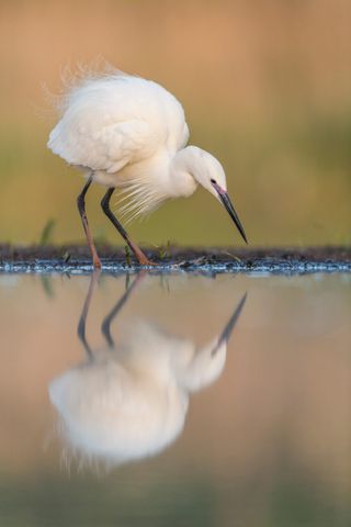 Single Little Egret