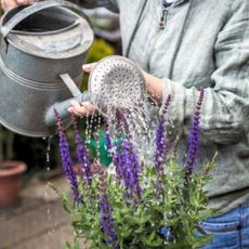 Watering Freshly Planted Perennial Salvia