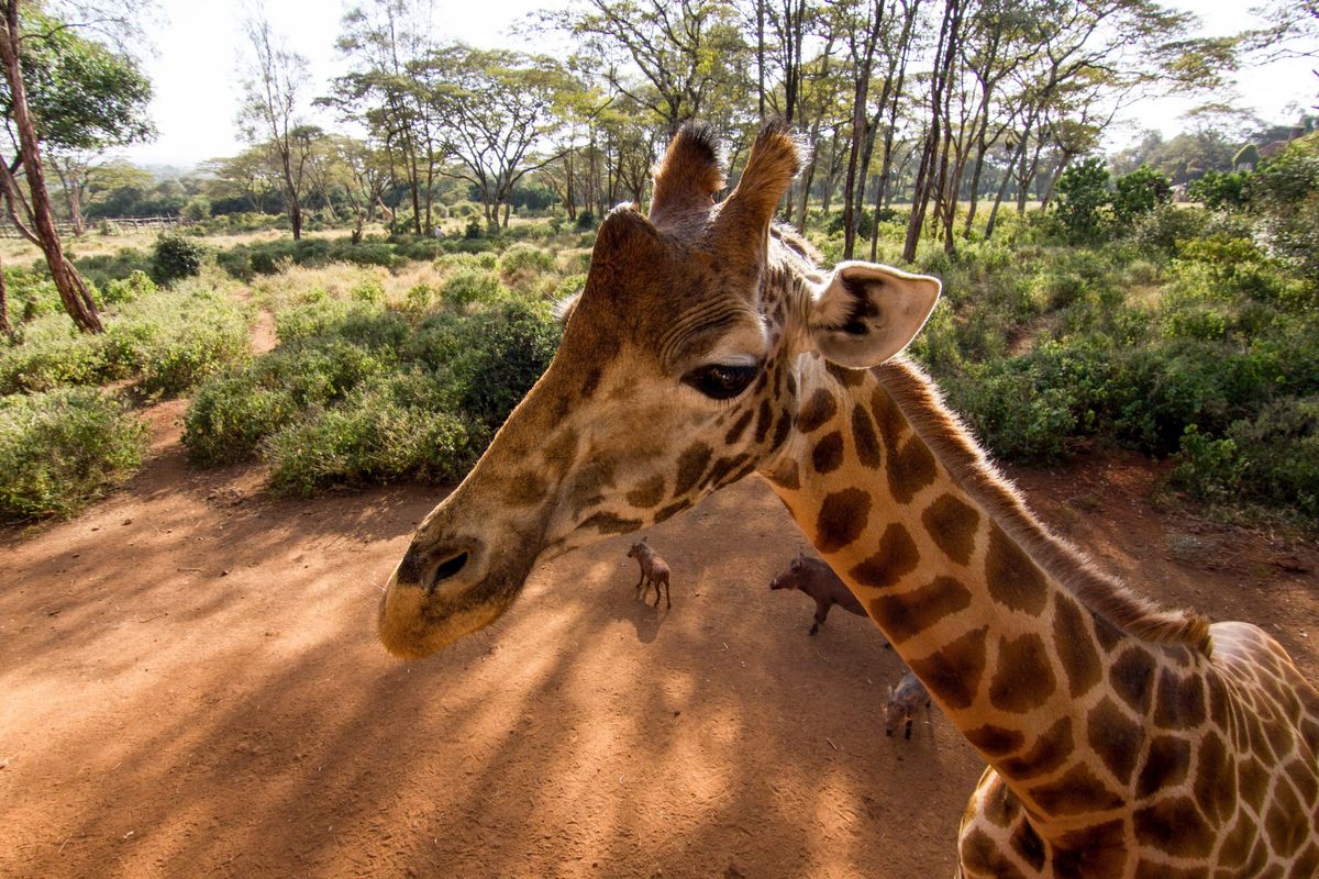 Giraffe Tall &amp; Tiny: Nature’s Extremes