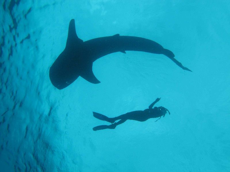 A whale shark and a diver.