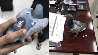 Drug-smuggling pigeon.