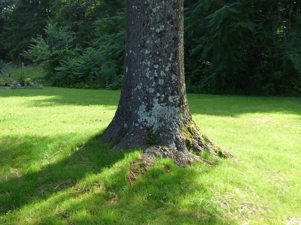 Green Grass Growing Over Tree Root Flare