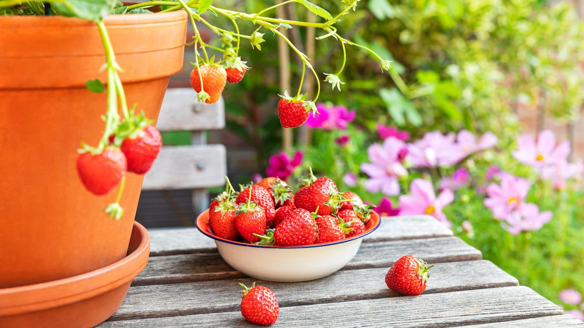 What Your Strawberries Need in August – 5 Quick Tasks For Bonus Fruit and Free New Plants