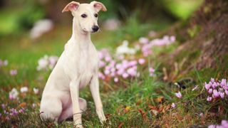 Whippet dog sitting outside