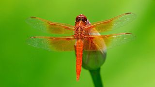 A female flame skimmer dragonfly sits on a flower bud.