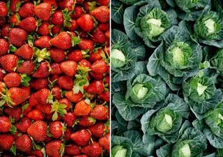 Strawberries & Cabbage