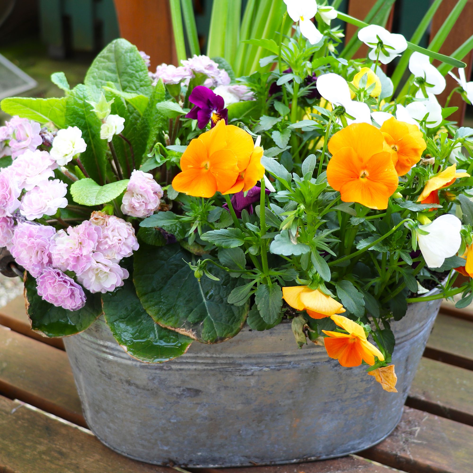pansies and violas in container