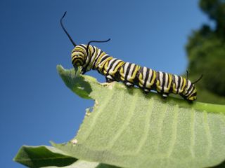 Close up photo of a monarch caterpillar munching on a leaf.