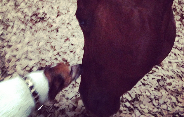 My dog Pringle giving Poppy a kiss