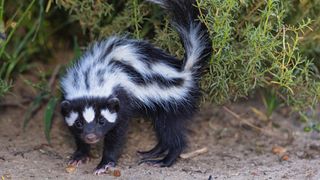 dog sprayed by skunk