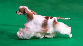 American cocker spaniel at dog show