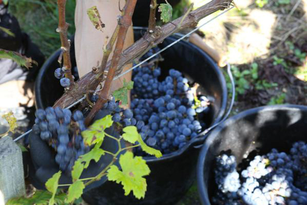 three Argentinean grape varieties