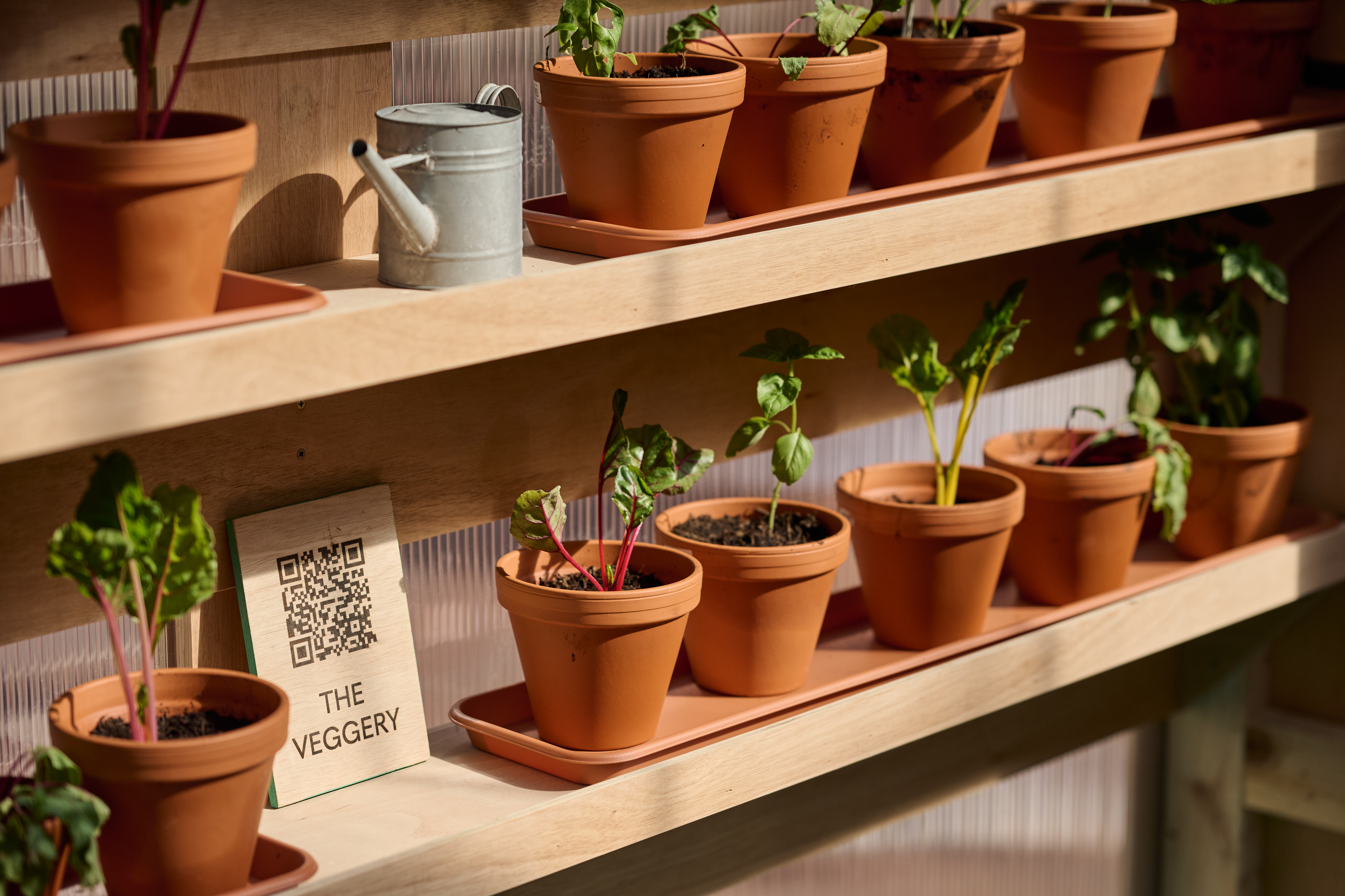 The Veggery, a greenhouse pavilion installed outside in a London plaza, made of wood and featuring a variety of plant pots on shelves