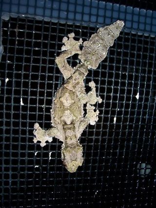 madagascar-gecko-treebark